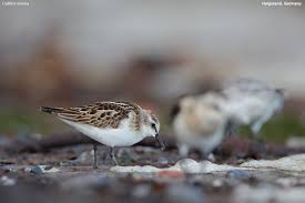 Attēlu rezultāti vaicājumam “Calidris minuta”