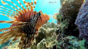 Image result for Pterois miles