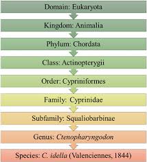 Image result for Ctenopharyngodon idella