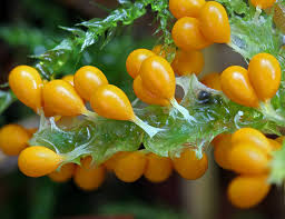 Attēlu rezultāti vaicājumam “Leocarpus sp.”