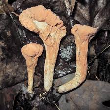 Attēlu rezultāti vaicājumam “Phleogena faginea young”