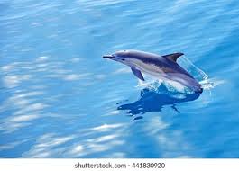 Image result for Delphinus delphis