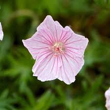 Attēlu rezultāti vaicājumam “Geranium sanguineum flower”