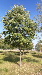 Attēlu rezultāti vaicājumam “Tilia tomentosa”