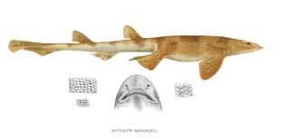 Image result for Haploblepharus edwardsii