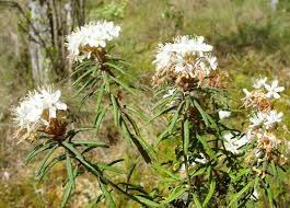 Attēlu rezultāti vaicājumam “Ledum palustre”