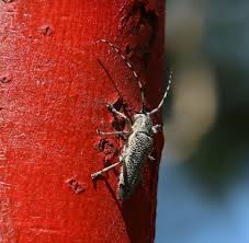 Attēlu rezultāti vaicājumam “Saperda carcharias”