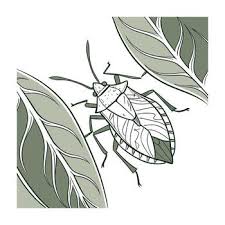 Attēlu rezultāti vaicājumam “Palomena prasina”