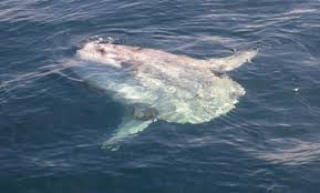 Image result for Mola mola