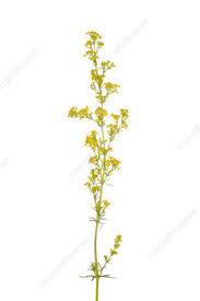 Attēlu rezultāti vaicājumam “Galium verum flower”