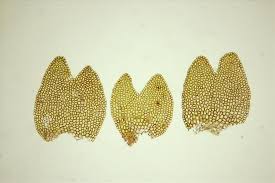 Attēlu rezultāti vaicājumam “Gymnocolea inflata”