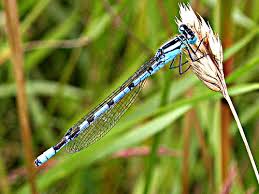 Attēlu rezultāti vaicājumam “Enallagma cyathigerum”