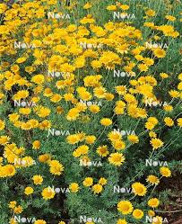 Image result for Anthemis tinctoria