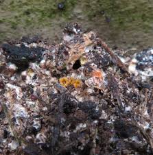 Attēlu rezultāti vaicājumam “Sphaerobolus stellatus”