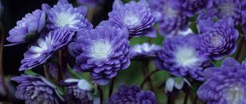 Attēlu rezultāti vaicājumam “Hepatica nobilis flower”