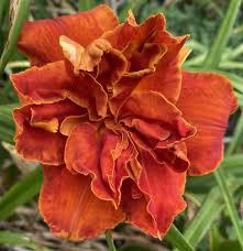 Image result for Hemerocallis `Moses Fire`