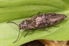 Attēlu rezultāti vaicājumam “Actenicerus sjaelandicus”