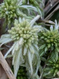 Attēlu rezultāti vaicājumam “Sphagnum austinii sporophyte”