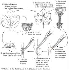 Attēlu rezultāti vaicājumam “Coleosporium sp.”