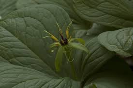 Attēlu rezultāti vaicājumam “Paris quadrifolia”