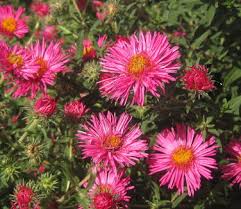 Image result for Aster novae-angliae