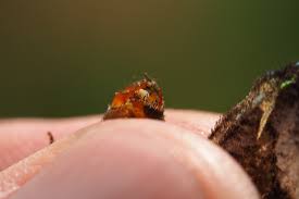 Attēlu rezultāti vaicājumam “Hipparchia alcyone”