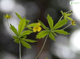 Attēlu rezultāti vaicājumam “Potentilla erecta leaf”