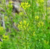 Attēlu rezultāti vaicājumam “Sisymbrium altissimum leaf”