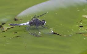 Attēlu rezultāti vaicājumam “Leucorrhinia”