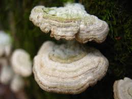 Attēlu rezultāti vaicājumam “Trichaptum biforme”