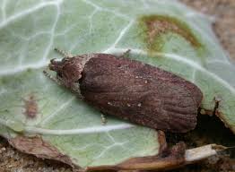 Attēlu rezultāti vaicājumam “Agonopterix ciliella”