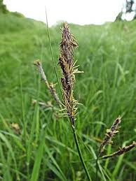 Attēlu rezultāti vaicājumam “Carex loliacea”