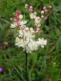 Attēlu rezultāti vaicājumam “Filipendula vulgaris fruit”