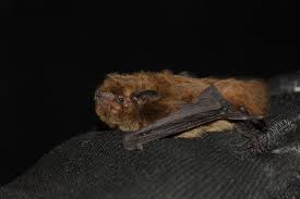 Attēlu rezultāti vaicājumam “Pipistrellus nathusii”