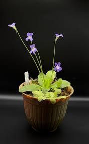 Attēlu rezultāti vaicājumam “Pinguicula vulgaris flower”