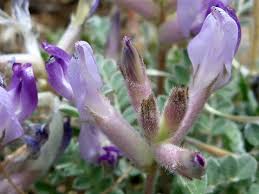 Attēlu rezultāti vaicājumam “Astragalus arenarius flower”