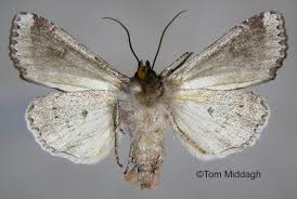 Attēlu rezultāti vaicājumam “Apamea sordens”