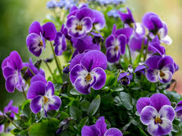 Image result for Hornveilchen