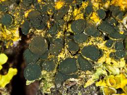 Attēlu rezultāti vaicājumam “Xanthoriicola physciae”