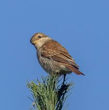 Attēlu rezultāti vaicājumam “Corvus cornix juvenile”