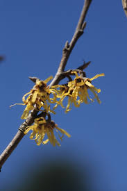 Attēlu rezultāti vaicājumam “Hamamelis mollis”
