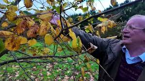 Attēlu rezultāti vaicājumam “Tilia x moltkei leaf”