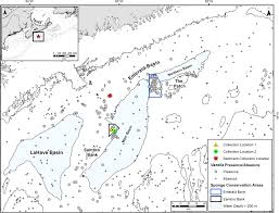 Image result for Vazella pourtalesii