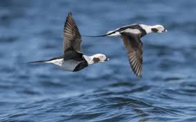 Attēlu rezultāti vaicājumam “Clangula hyemalis male”