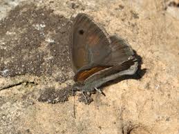 Attēlu rezultāti vaicājumam “Hyponephele lycaon male”