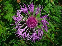 Attēlu rezultāti vaicājumam “Centaurea scabiosa bud”