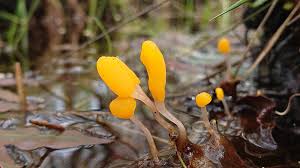 Attēlu rezultāti vaicājumam “Mitrula paludosa”