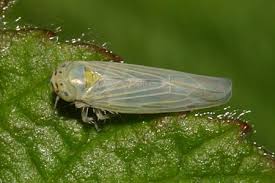 Attēlu rezultāti vaicājumam “Macrosteles sp. imago”