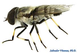 Attēlu rezultāti vaicājumam “Tabanidae”