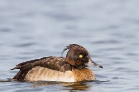 Attēlu rezultāti vaicājumam “Aythya fuligula female”